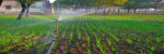 Agriculture